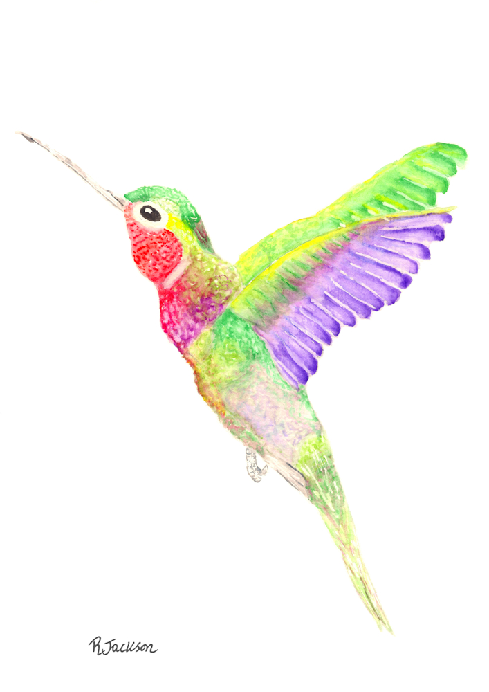 Hummingbird