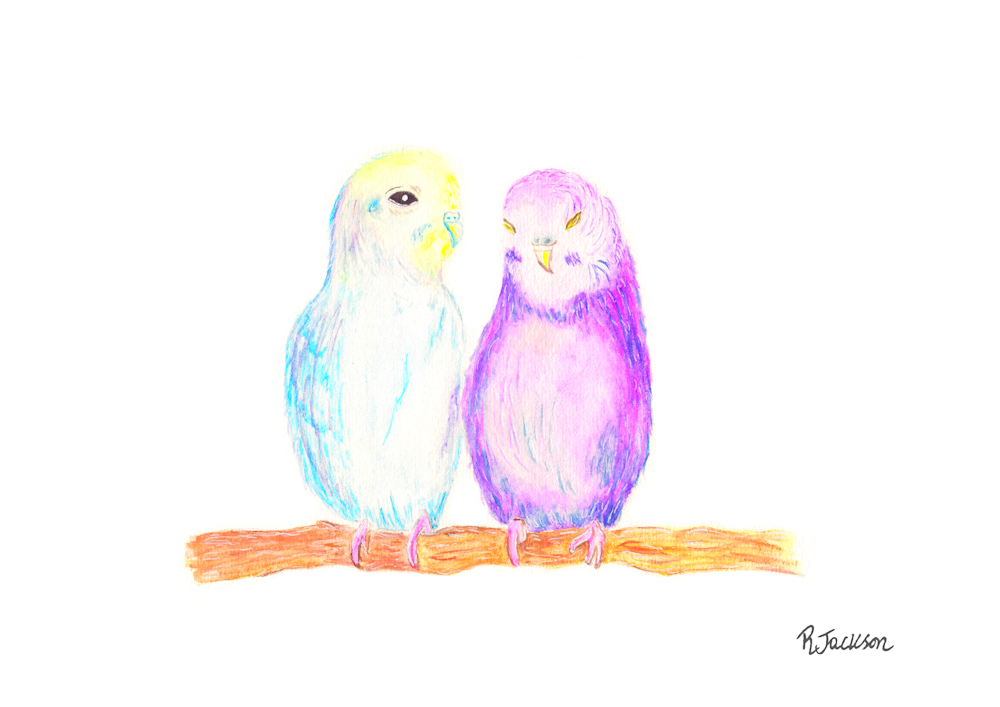 Budgies