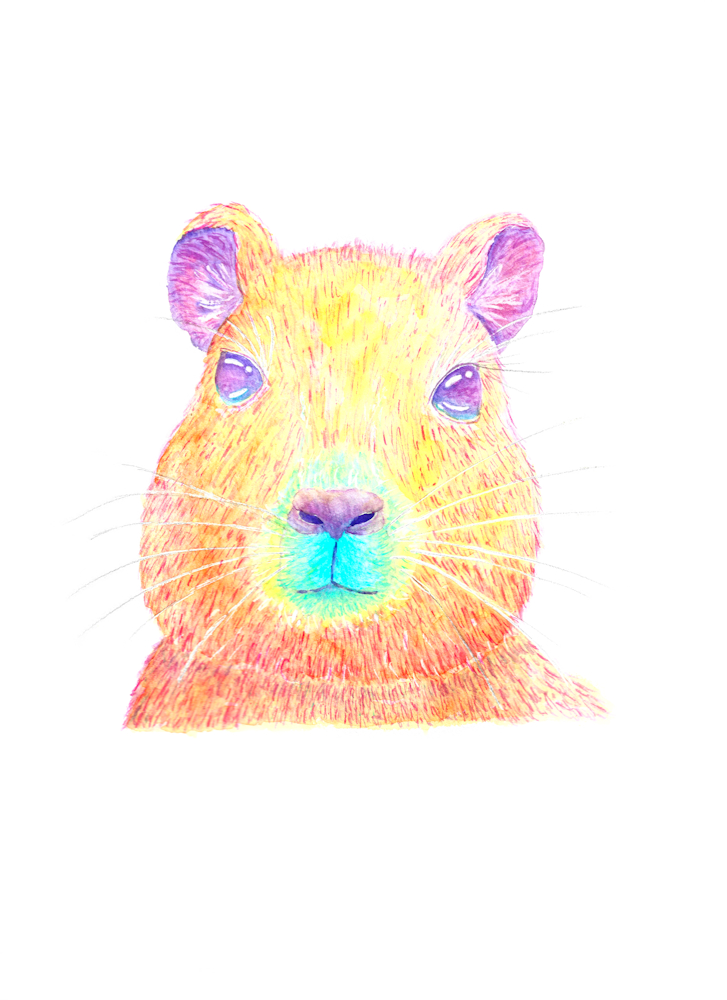 Capybara – Coming&nbsp;soon