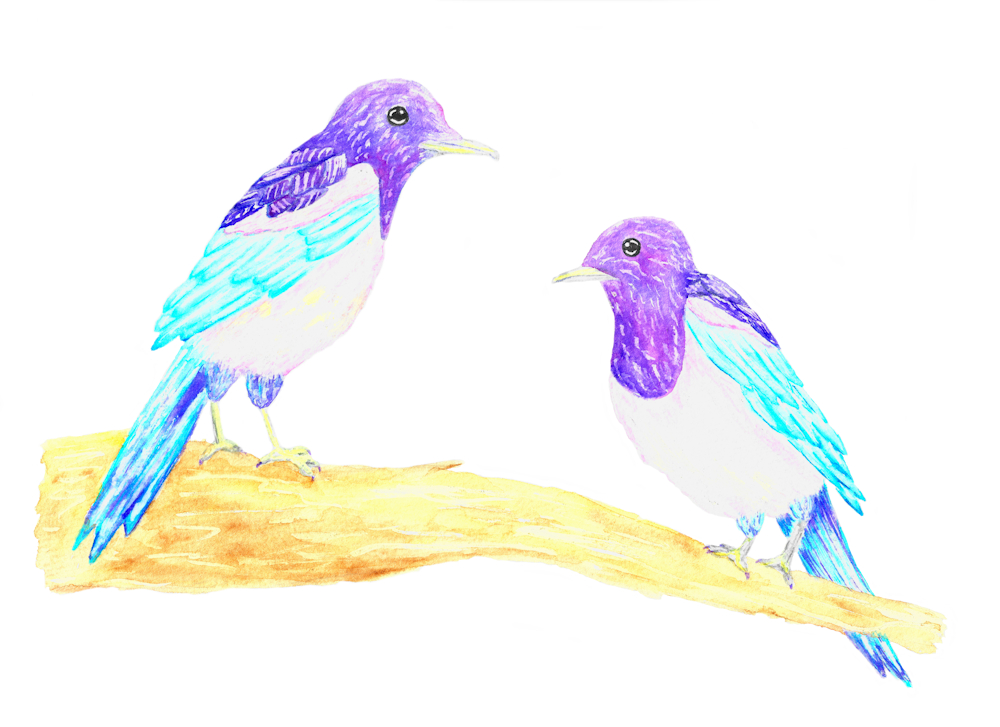 Magpies – Coming&nbsp;soon